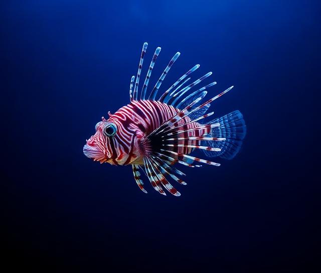 Lionfish